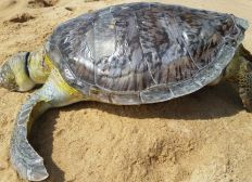 Imagem de Três tartarugas marinhas são encontradas mortas em praias do sul da Bahia
