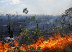 Imagem de Governo suspende a prática de queimadas em todo o país por 60 dias