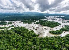Imagem de Na 'Amazônia francesa', parque ocupa quase metade do território e garimpo é maior ameaça ambiental