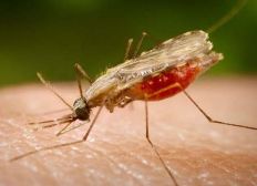Imagem de Pesquisa identifica composto com potencial para tratamento da malária