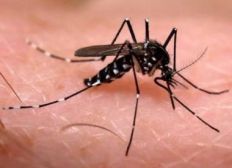 Imagem de Casos de dengue crescem 599% em oito meses e Ministério da Saúde lança nova campanha