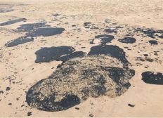 Imagem de Ao menos 10 filhotes de tartaruga são encontrados mortos no litoral norte da BA por causa de manchas de óleo