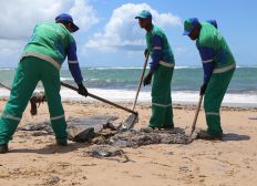 Imagem de Mais de 26 toneladas de óleo já foram retiradas em praias de Salvador