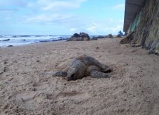 Imagem de Tartaruga é encontrada morta em praia de Ondina, em Salvador