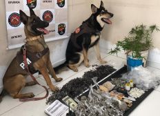 Imagem de Cães farejadores da PM localizam ponto de armazenamento de drogas