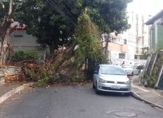 Imagem de Árvore cai e interdita rua no bairro do Rio Vermelho