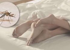 Imagem de Caso de dengue transmitida por sexo é confirmado