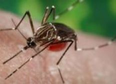 Imagem de Ministério da Saúde confirma relação entre microcefalia e o zika vírus