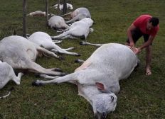 Imagem de Dezesseis animais morrem após queda de raio no sul da Bahia