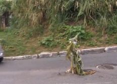 Imagem de Buraco em ladeira no Pau Miúdo causa risco para motoristas