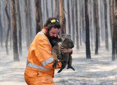 Imagem de Incêndio na Austrália destruiu um terço da Ilha Kangaroo