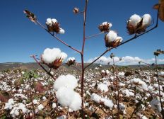 Imagem de IBGE aponta crescimento de 0,8% para safra de algodão em 2020 na Bahia