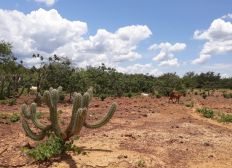 Imagem de Projeto do Governo do Estado deve garantir recuperação de mil hectares de Caatinga