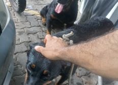 Imagem de Cães são resgatados após sofrerem maus-tratos de dono