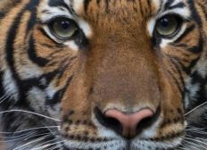 Imagem de Tigre testa positivo para coronavírus em zoológico de Nova York