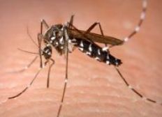 Imagem de Itabuna decreta estado de emergência para combate ao mosquito aedes