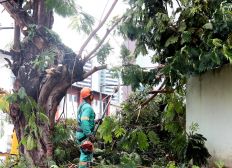 Imagem de Ações de manutenção em árvores são intensificadas no período chuvoso