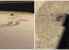 Imagem de Atraída pela tranquilidade da praia vazia, tartaruga desova na areia da Barra