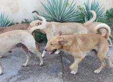 Imagem de Gangue canina: vira-latas atacam quem vai à praia em Itacimirim