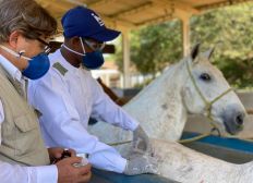 Imagem de Cientistas brasileiros criam soro com anticorpos de cavalo capaz de neutralizar coronavírus
