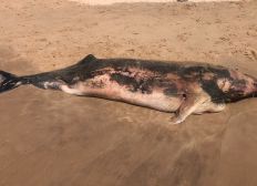 Imagem de Filhote de baleia-de-Bryde é encontrado morto em praia no litoral da Bahia