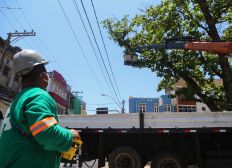 Imagem de Podas de árvore melhoram paisagismo e evitam acidentes em Salvador