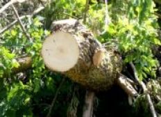 Imagem de Prefeitura de Salvador pode multa por corte irregular de árvores
