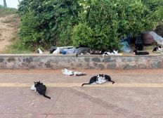 Imagem de Megaoperação tenta acabar com colônia de gatos abandonados em Salvador