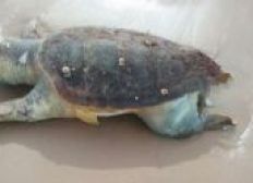 Imagem de Tartaruga é encontrada morta na Praia de Ipitanga nesta segunda