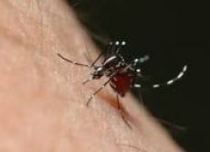 Imagem de Falta de combate ao Aedes aumentará a epidemia no verão