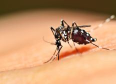 Imagem de CCZ vai implantar mais de 500 armadilhas contra dengue nesta quarta (24)
