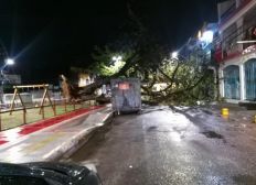 Imagem de Árvore cai na Praça da Revolução e bloqueia via em Periperi