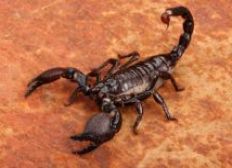 Imagem de Boca da Mata e Pirajá têm maiores índices de infestação de escorpiões