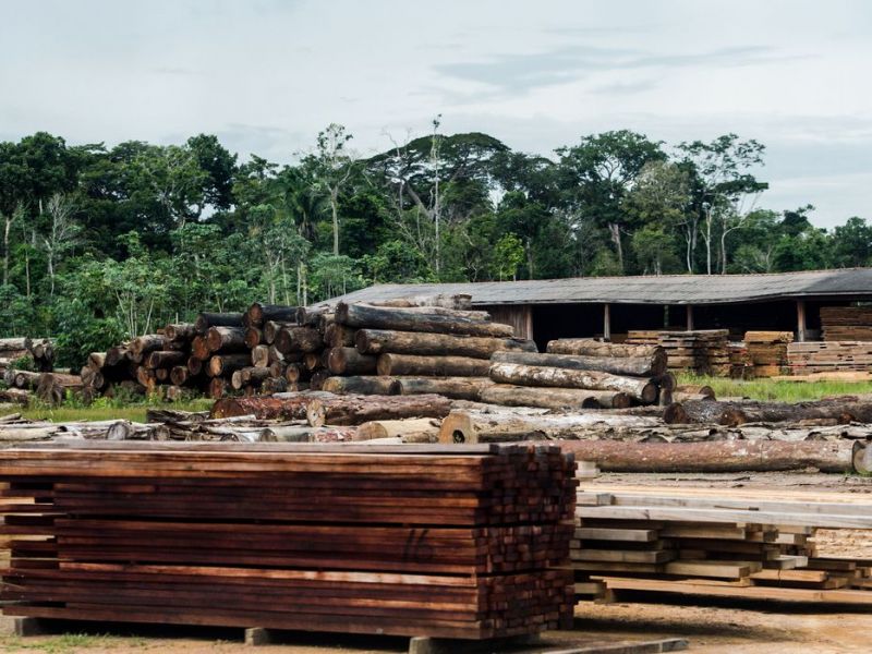 Imagem de Classificação de madeira pode beneficiar consumidor, diz ministério da Agricultura