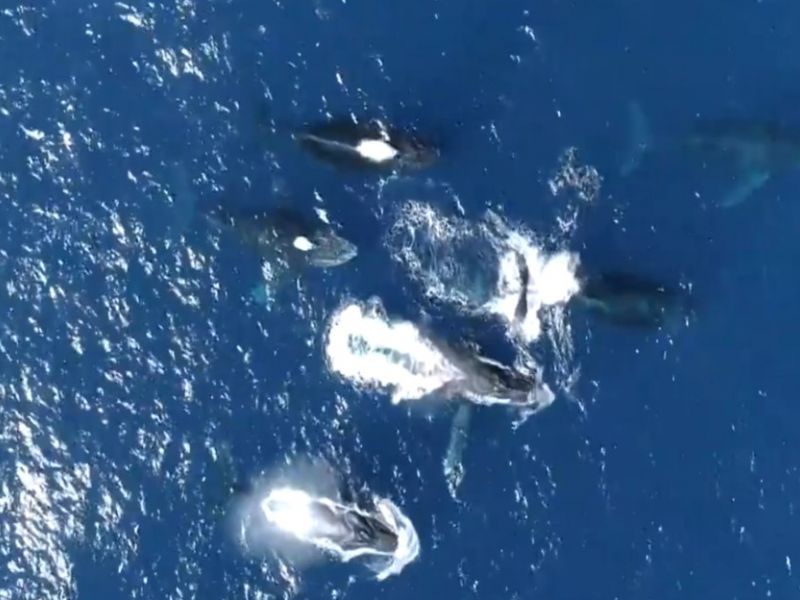 Imagem de Baleias jubarte começam a chegar no litoral da Bahia