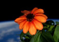 Imagem de Nasa apresenta foto da 1ª flor nascida na Estação Espacial 