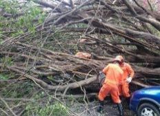 Imagem de Especialista contesta versão da prefeitura de que árvore caiu por causa de vento