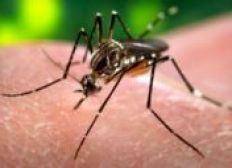 Imagem de Brasil e EUA planejam vacina contra zika