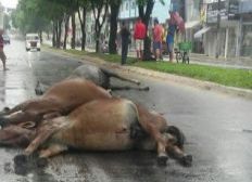 Imagem de Teixeira de Freitas: Cavalos são encontrados mortos em rua; Polícia investiga crime