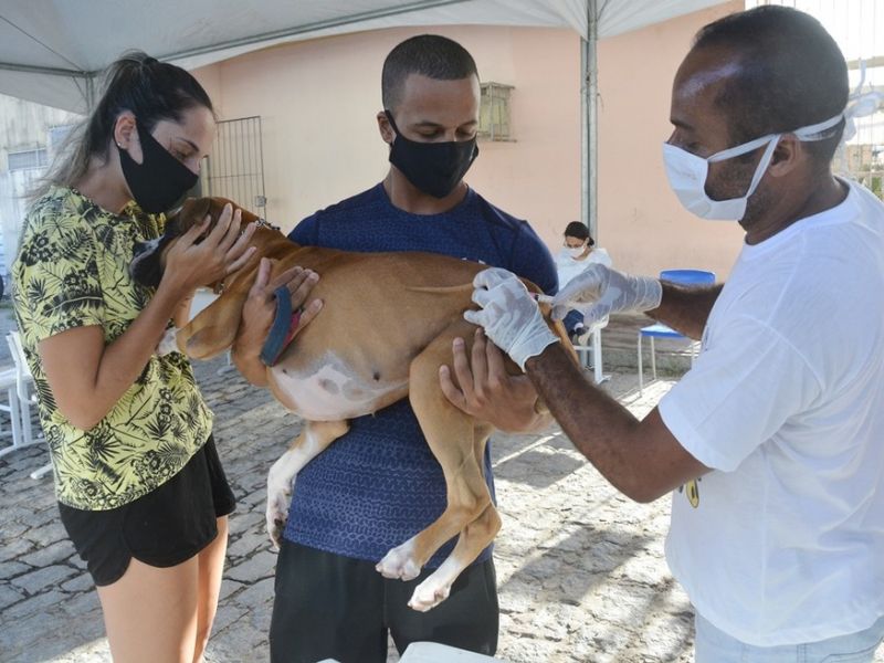Imagem de Salvador vacina mais de 80% dos animais em campanha antirrábica