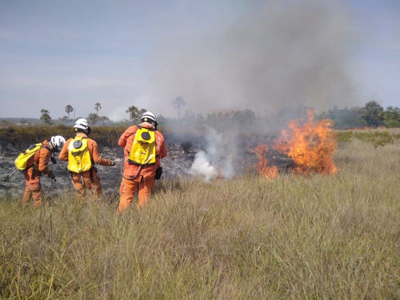 Imagem de Bombeiros realizam operação florestal em cidades da Bahia nesta segunda (20)