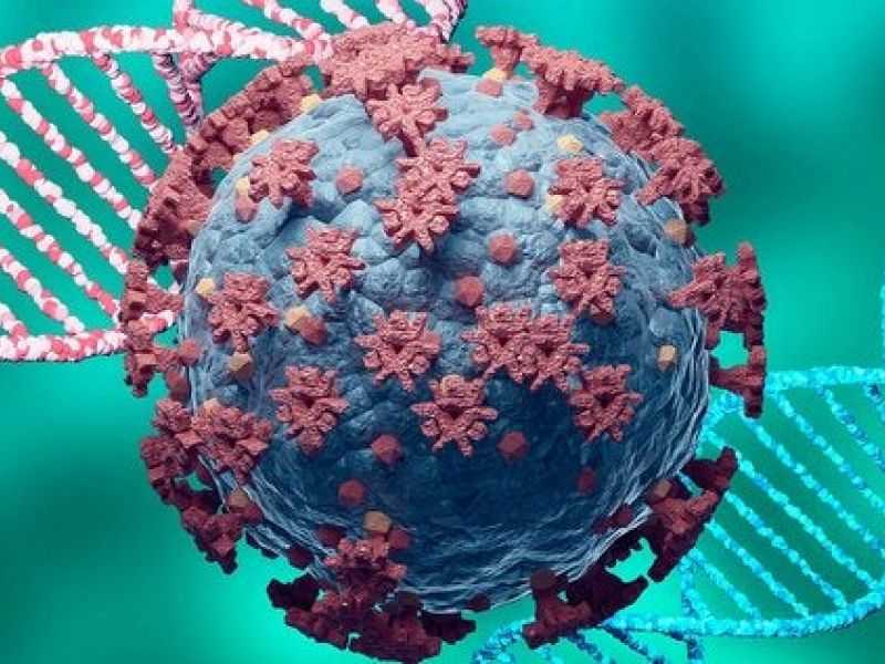 Imagem de Vírus mais comum nos seres humanos pode servir de biomarcador para o Coronavírus, aponta USP