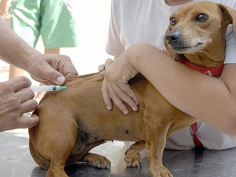 Imagem de Salvador ultrapassa a marca de 180 mil animais imunizados contra raiva, após campanha
