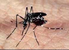 Imagem de Governo promove "faxinaço" contra o Aedes aegypti na Esplanada dos Ministérios