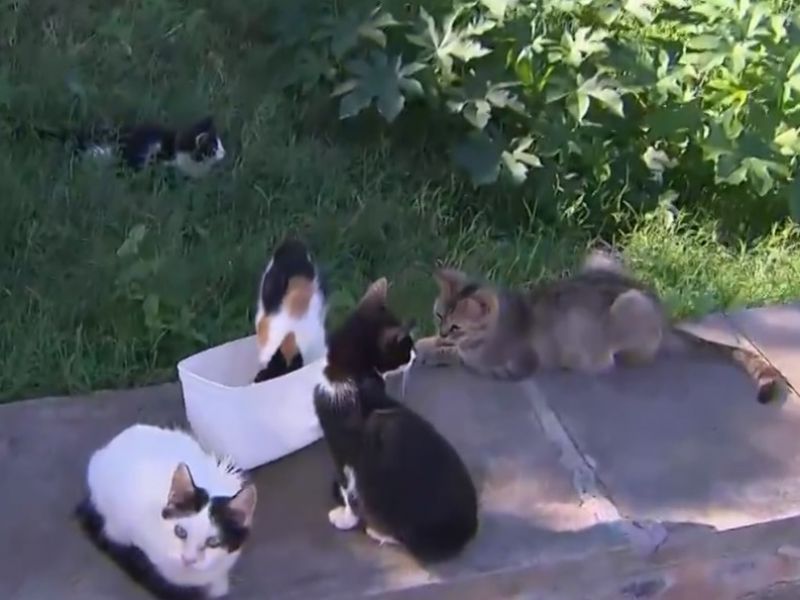 Imagem de Feira de adoção de gatos da colônia em Piatã acontece neste sábado (2)