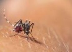 Imagem de Recife confirma primeira morte causada por chikungunya