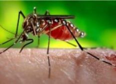 Imagem de Olimpíadas não serão canceladas por causa do vírus Zika, diz ministro