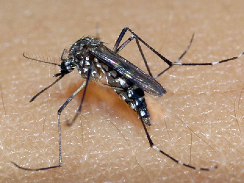 Imagem de Ações de combate à dengue em domicílio são retomadas em Salvador