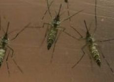Imagem de ONU oferece ajuda ao Brasil para combater vírus Zika