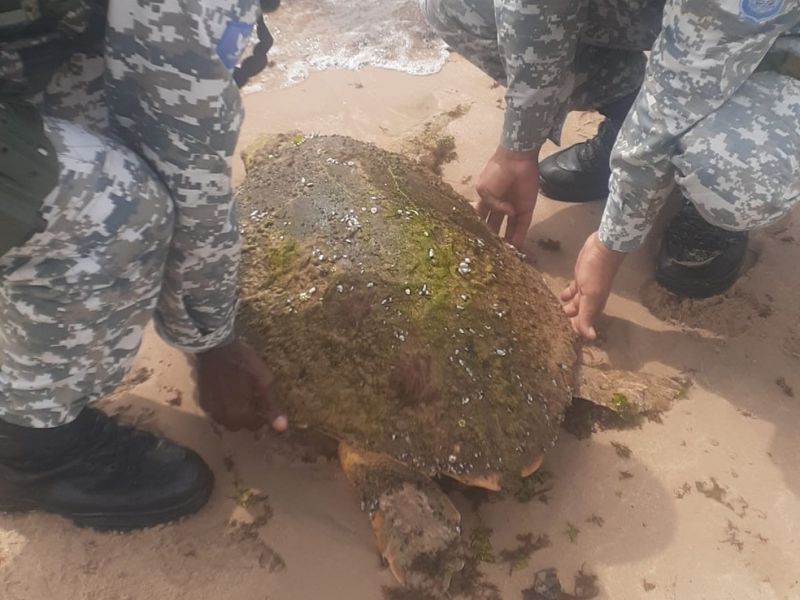 Imagem de Tartaruga com mais de 60 quilos é resgatada na orla de Salvador